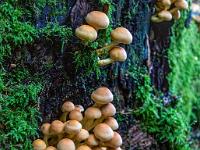 Mehrere Pilzgruppen an einem bemoosten Baumstumpf